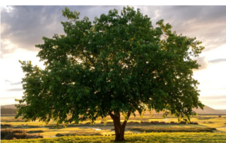 Un albero solitario con un tronco solido e radici ben piantate nella terra, simbolo di stabilità flessibile.