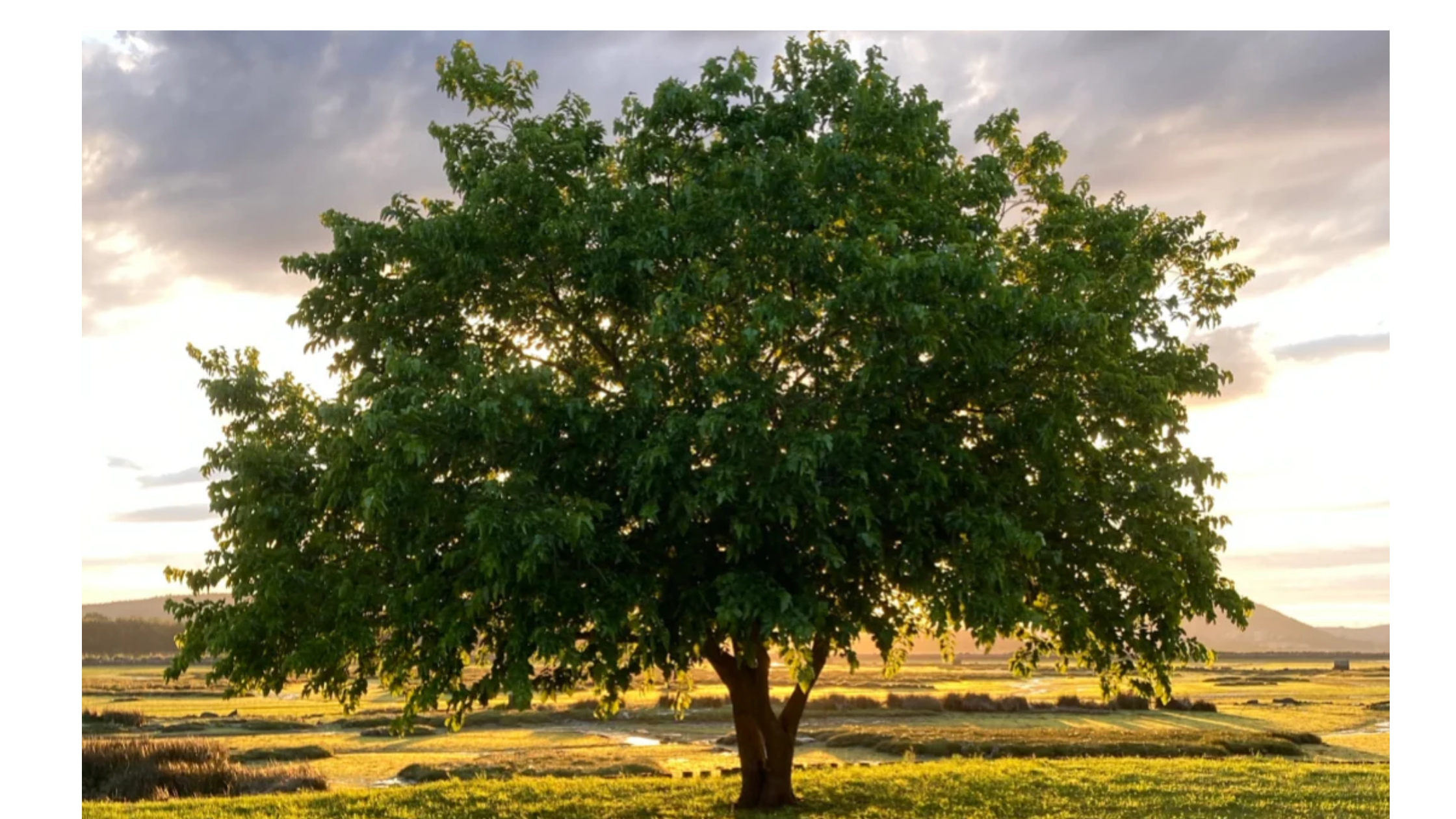 Un albero solitario con un tronco solido e radici ben piantate nella terra, simbolo di stabilità flessibile.